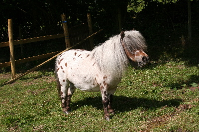 Nina the miniature horse