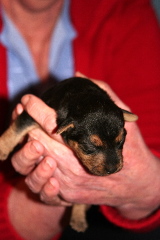 In one year he'll be a rabbit killing machine