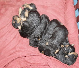 Puppy Power