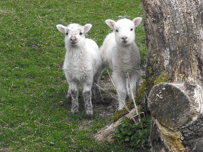 Meg and Jess the Lamb sisters